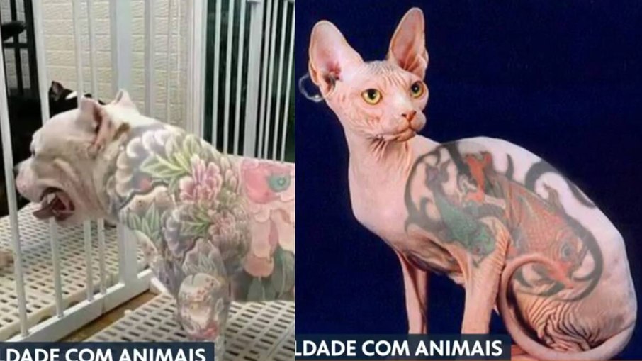 Agora é crime: Senado aprova lei que proíbe fazer tatuagens e piercings em pets