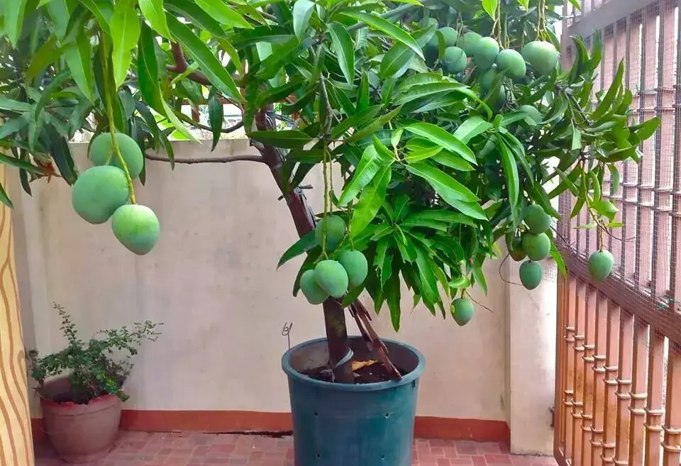 Árvores frutíferas em vaso: aprenda a cultivar em casa