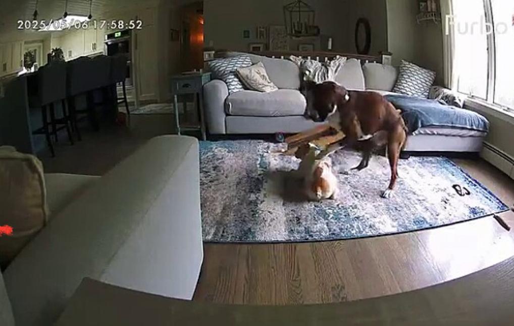 Sozinho em casa, cachorro boxer vê irmão canino tendo convulsão e resolve agir