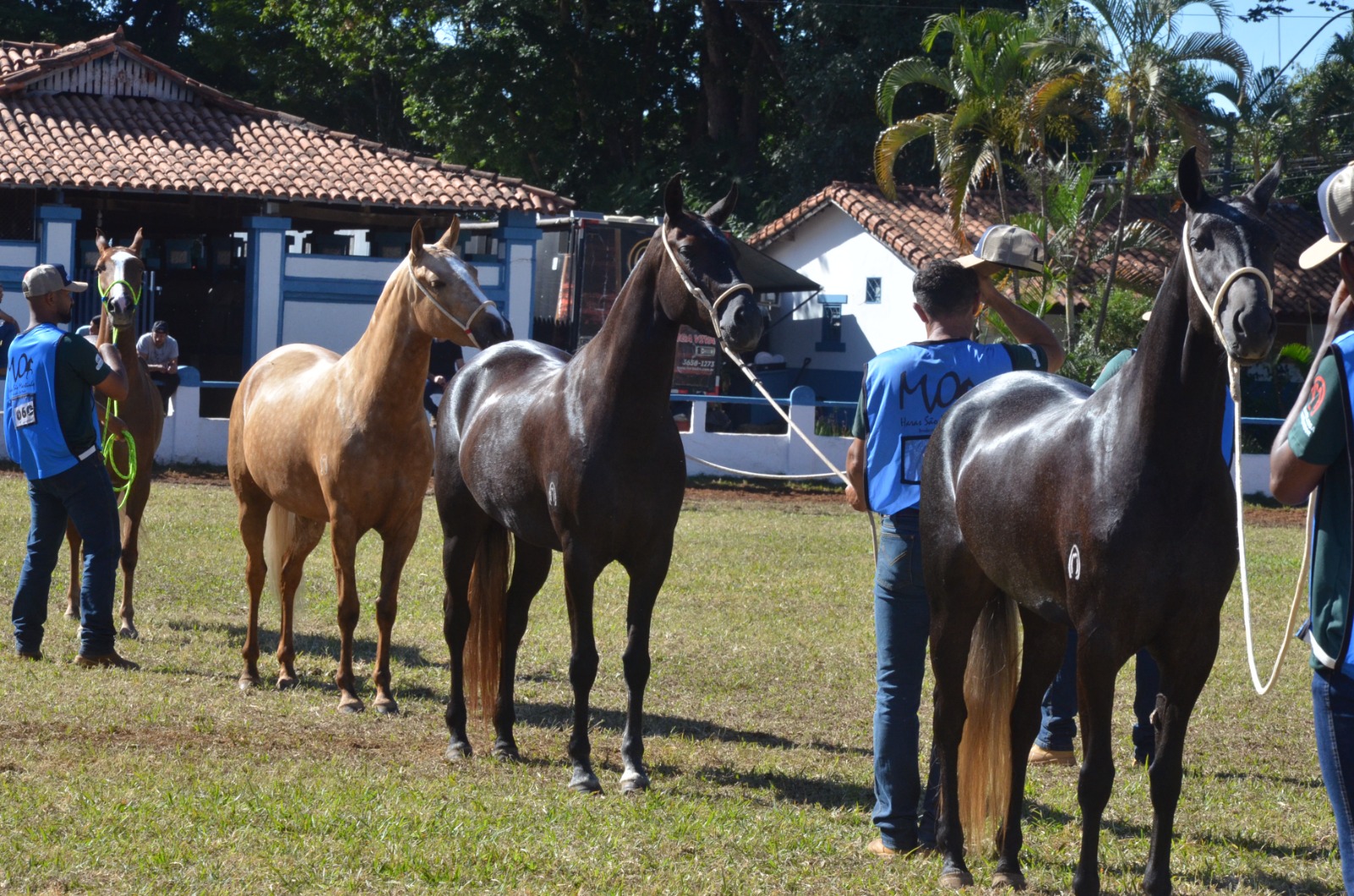 Expoagro bate recorde de animais e encerra com provas e Expocães neste domingo, 25