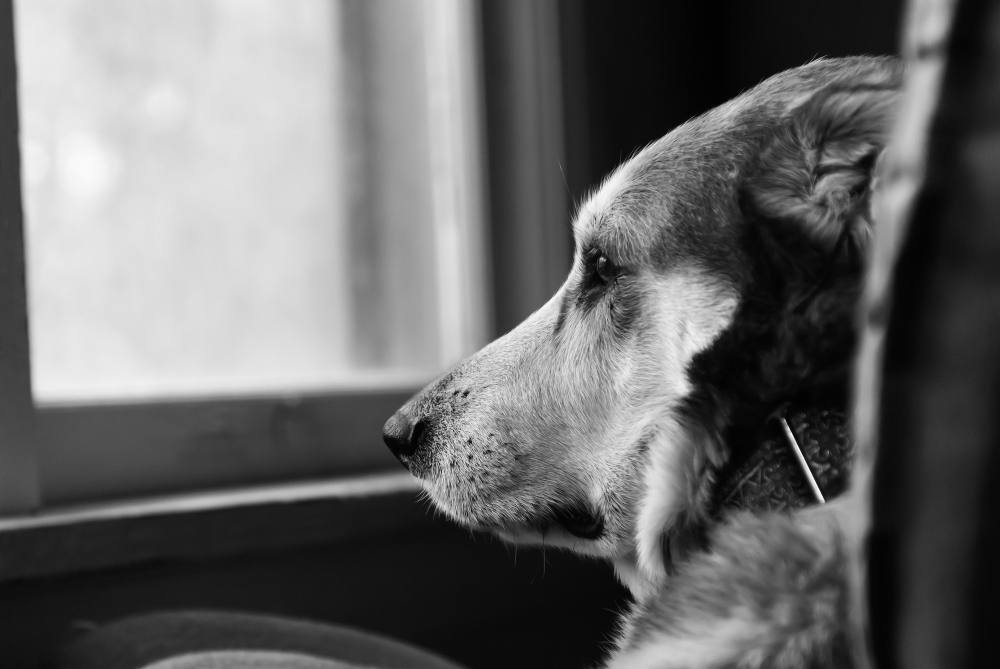 Veja 4 sinais de que seu cachorro está sofrendo emocionalmente com a solidão