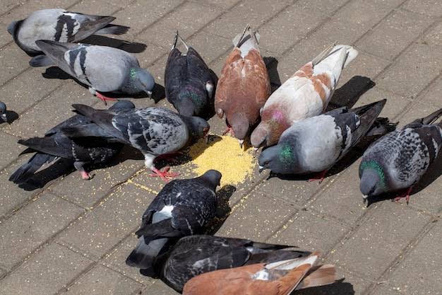 Você alimenta pombos na Praça da Matriz? Saiba os perigos que essa ave pode trazer