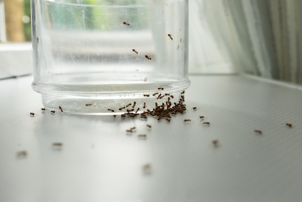 Conheça as dicas simples para espantar formigas de sua casa com produtos caseiros