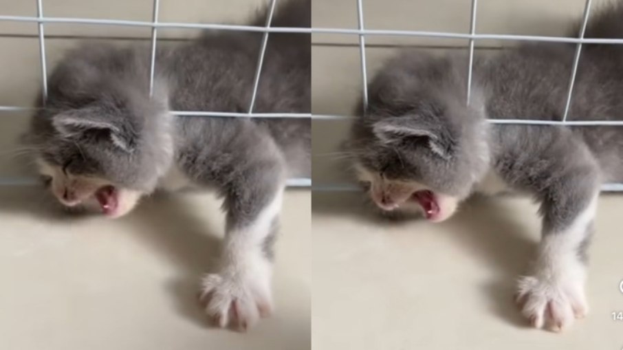 Reação inusitada de gato dramático chama atenção na internet: “Merece um Oscar”