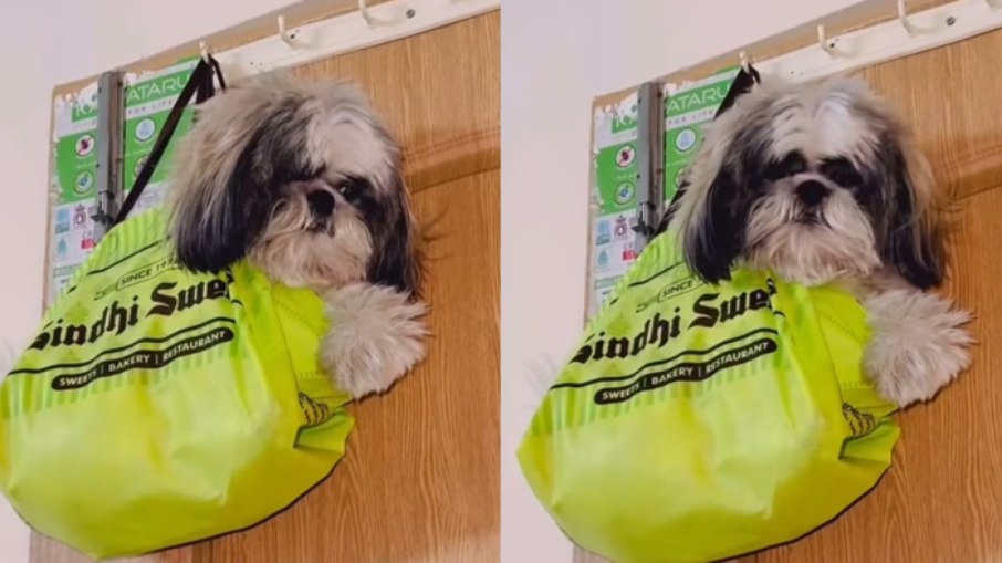 Dona mostra como limpar a casa sem o cachorro atrapalhar, mas a Internet não gosta
