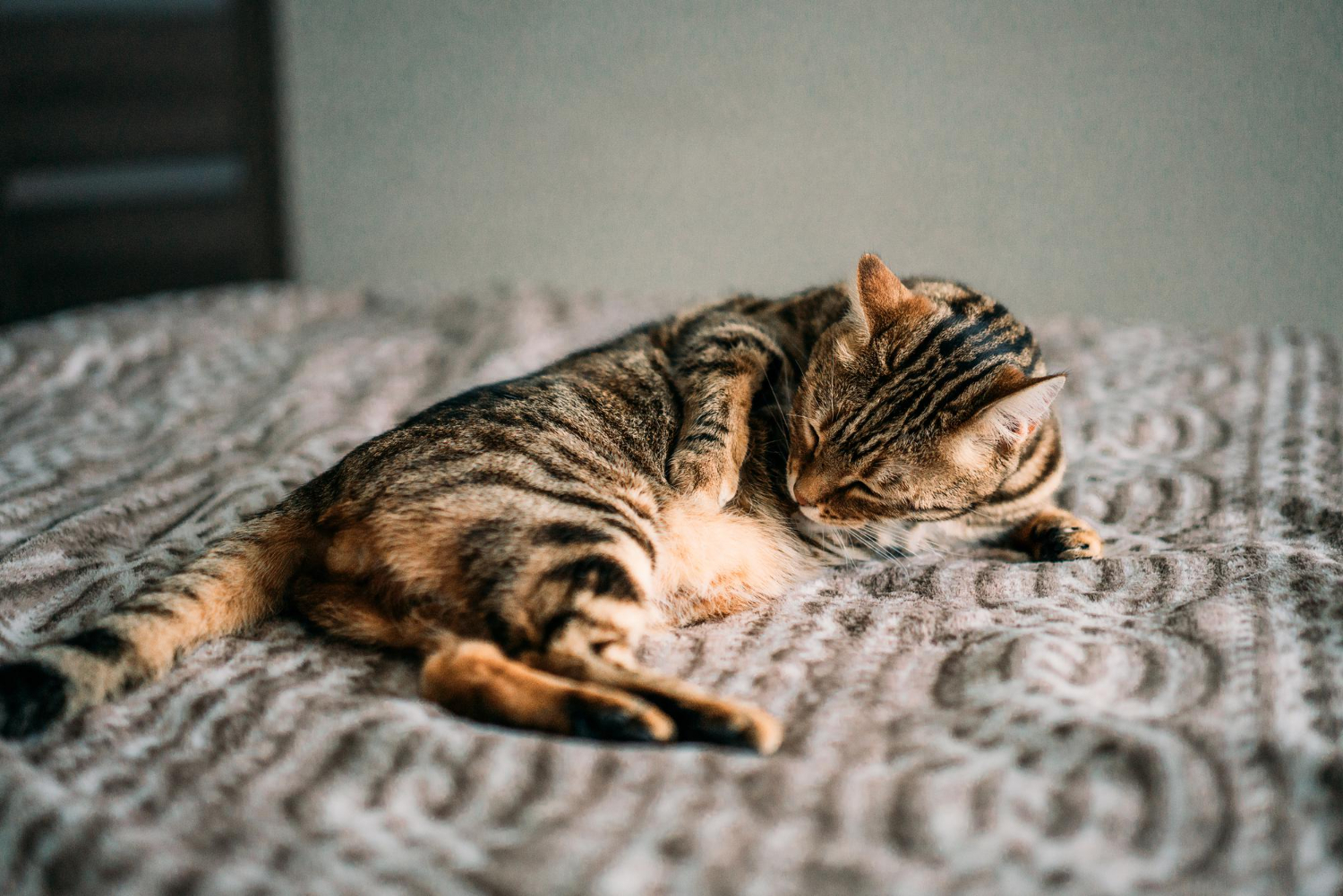 Várias frutas do dia a dia podem fazer mal para cães e gatos: saiba quais evitar