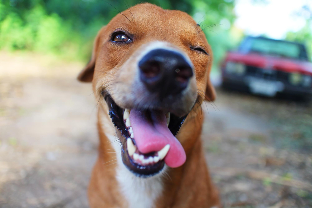 Cachorro com expressão feliz ou até sorrindo? Saiba o que pode estar por trás disso