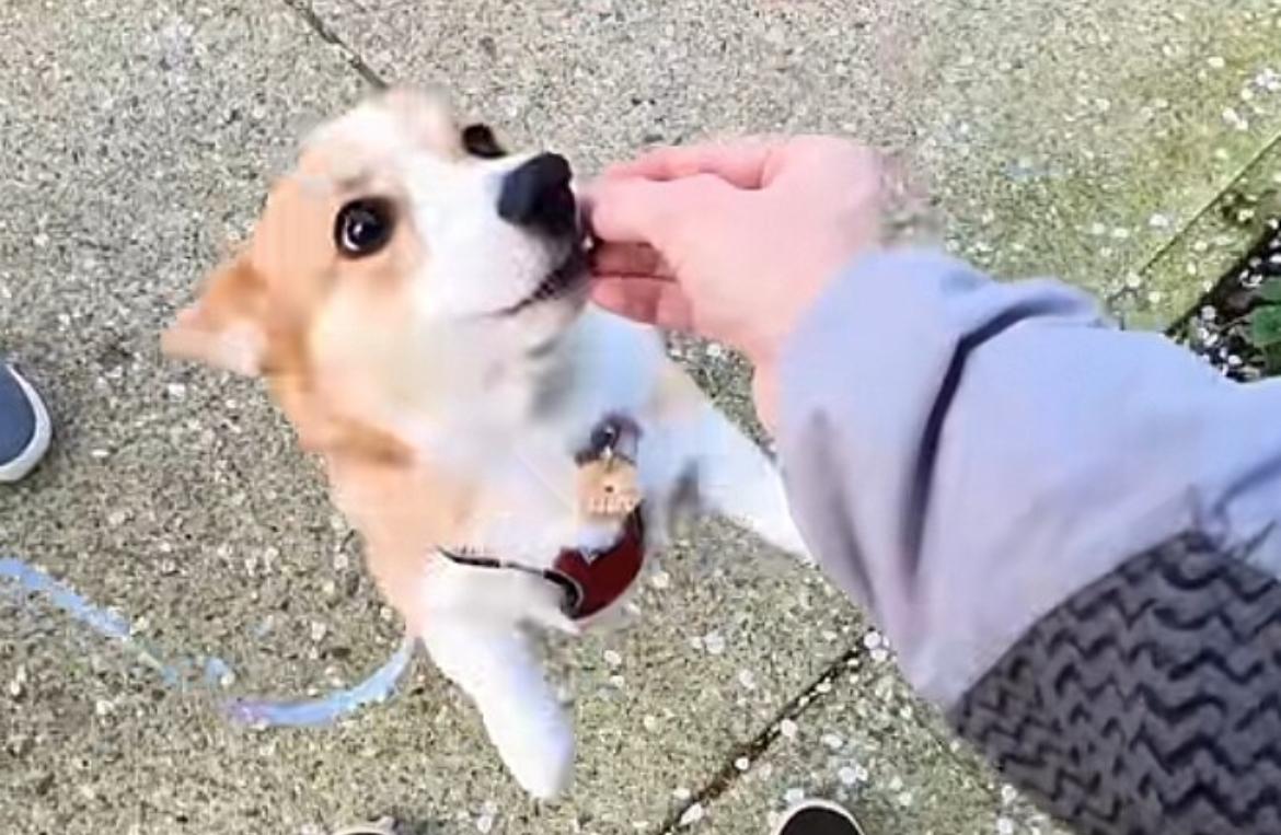 Fotógrafo aborda cachorro corgi na rua, pede registros e pet esbanja simpatia