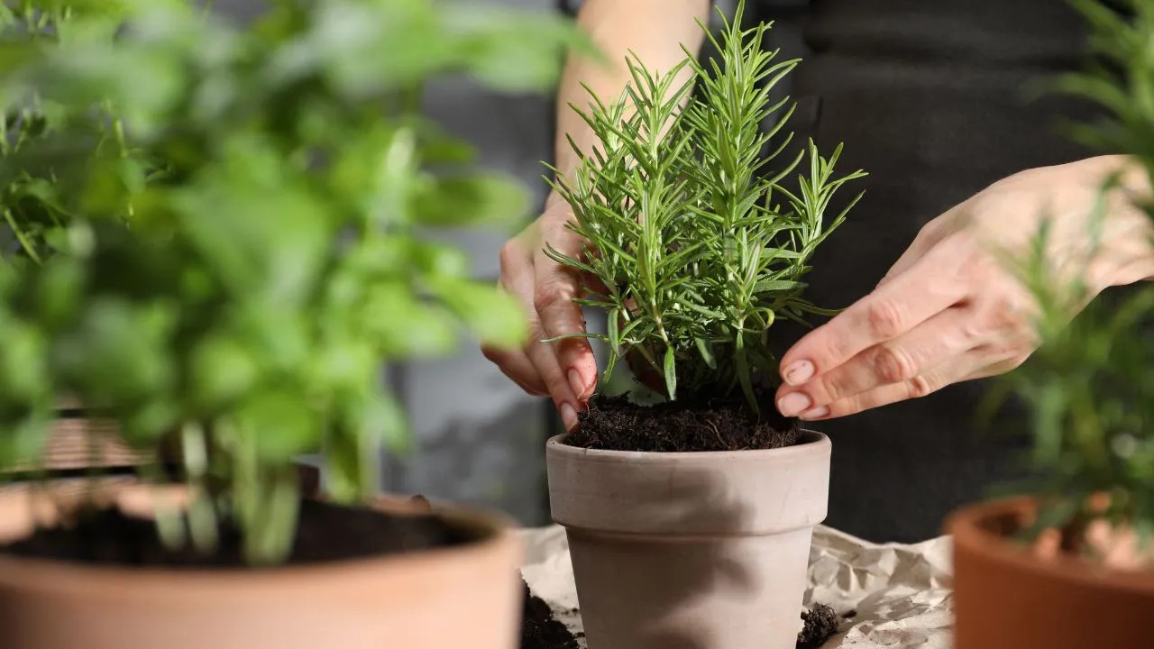 Plantas no inverno: veja 5 dicas essenciais para cuidar do seu jardim