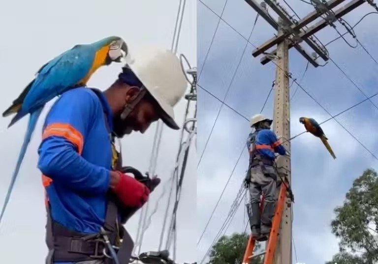 Arara brincalhona faz amizade com eletricista no alto do poste; vídeo bate 9 milhões