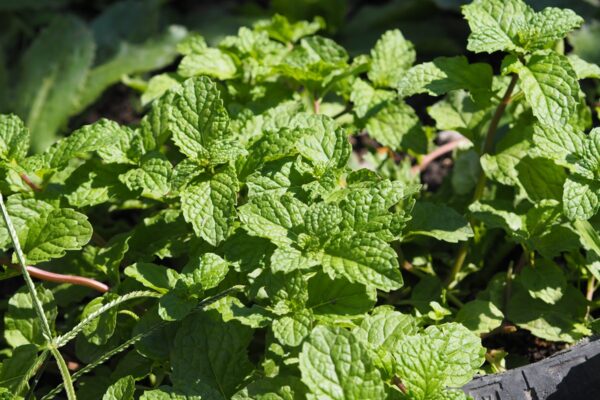 Conheça cinco plantas para cultivar em casa e mantê-la “protegida” de ratos