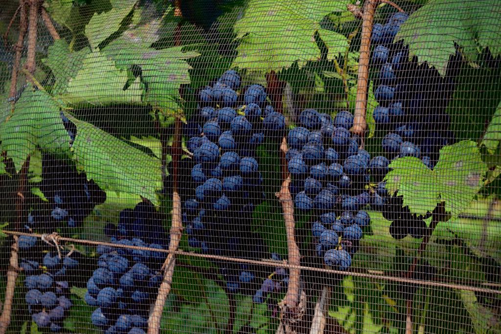 Vinícolas de Franca e Ituverava ganham protagonismo no mercado nacional de vinhos