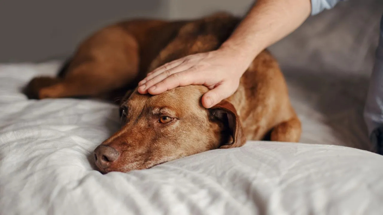 Sua casa é movimentada? Saiba como proteger os pets do excesso de energias