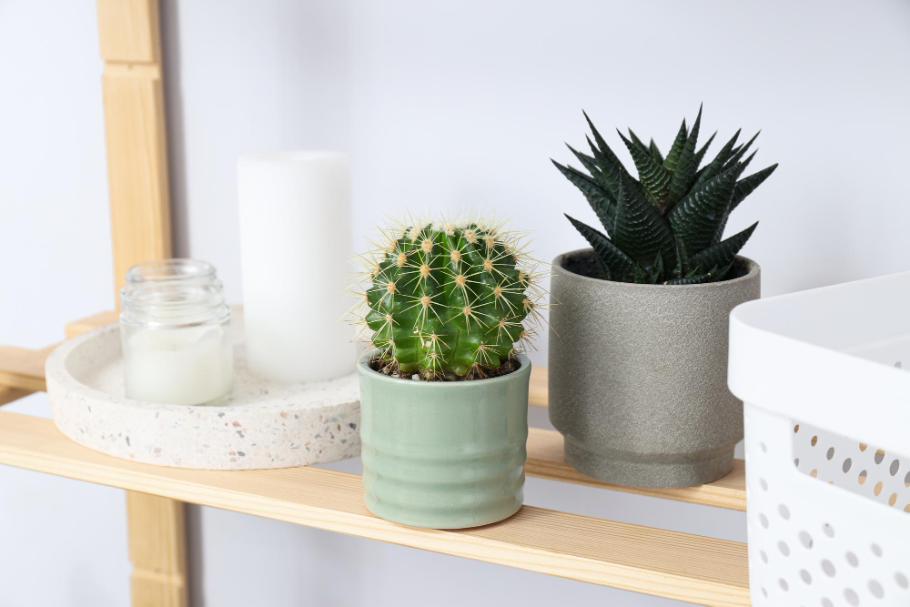 Jardim de preguiçoso? Conheça 5 plantas que “se viram sozinhas” e não exigem poda