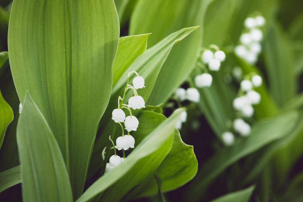 Conheça a planta com nome de Jesus que atrai felicidade para sua casa
