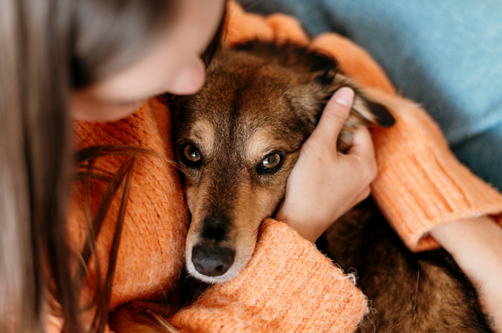 Pragas no inverno: como proteger seus animais de estimação das ameaças mais comuns