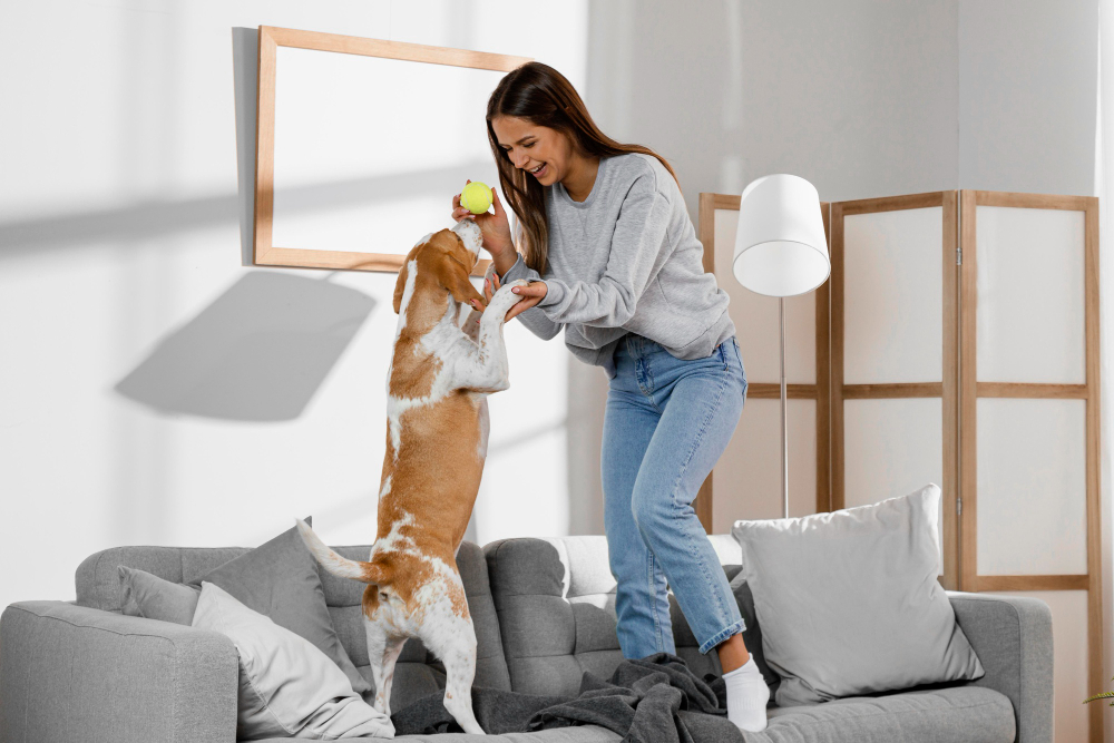 Veja as melhores formas de brincar com seu pet dentro de casa nesses dias frios