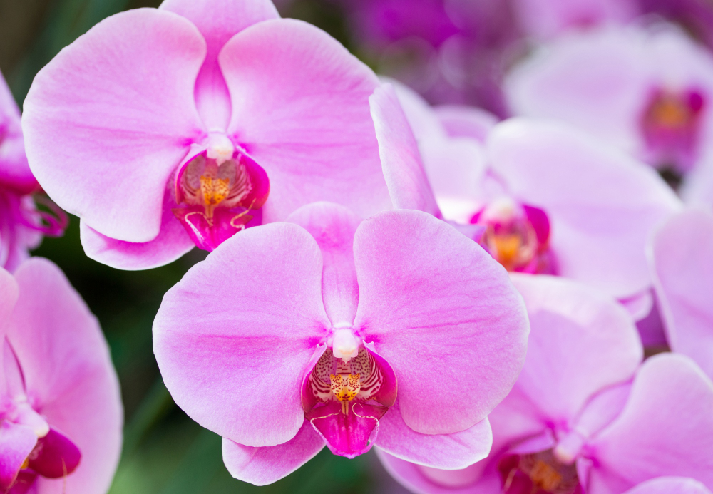 Veja o passo a passo para reviver suas orquídeas e fazê-las florescer novamente