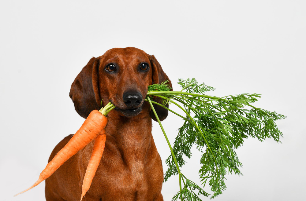 Veja sete vegetais (comuns em casa) que seu cachorro não deve comer de jeito nenhum