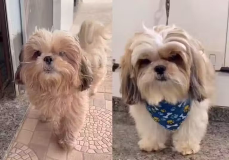 Cachorro que estava limpinho foge de casa só para tomar outro banho no petshop