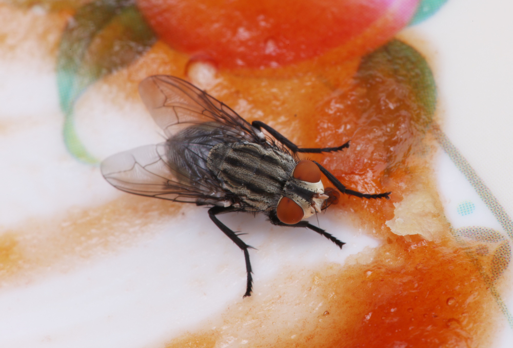 Picada de mosquitos: conheça cinco dicas para se tornar menos atraente para eles