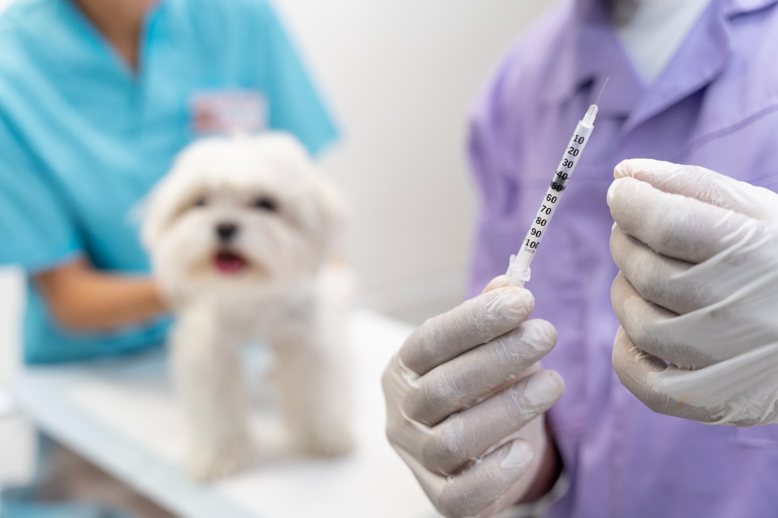 Vacinação evita a morte prematura de cães e gatos, diz médico veterinário