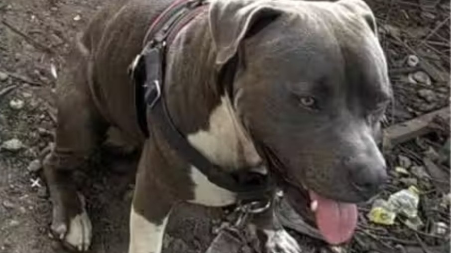 Pitbull guia homem e ajuda a salvar casal que estava desacordado no meio da mata