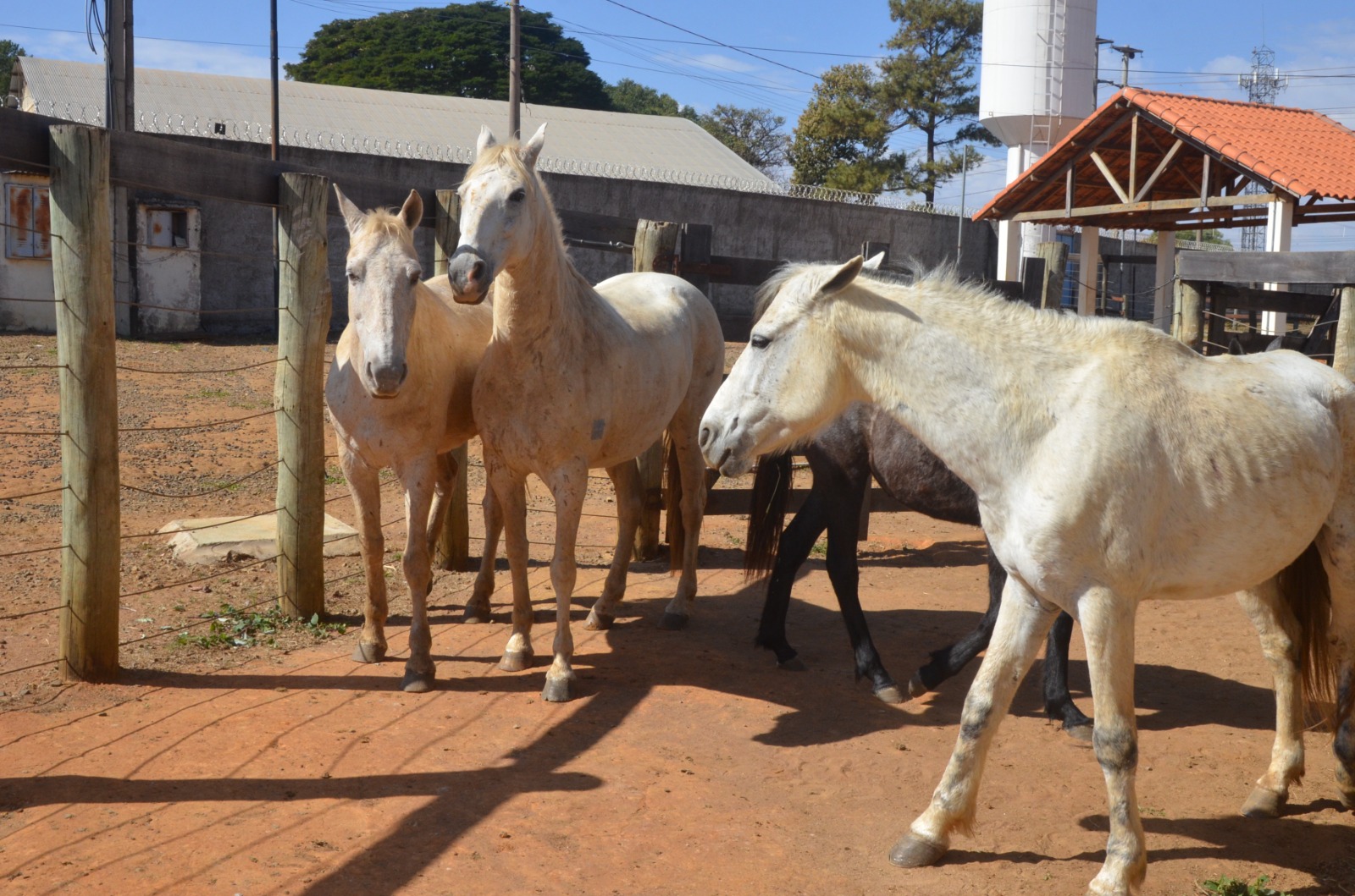 Ação do Canil Municipal recolhe quatro animais de grande porte no Jardim Paineiras