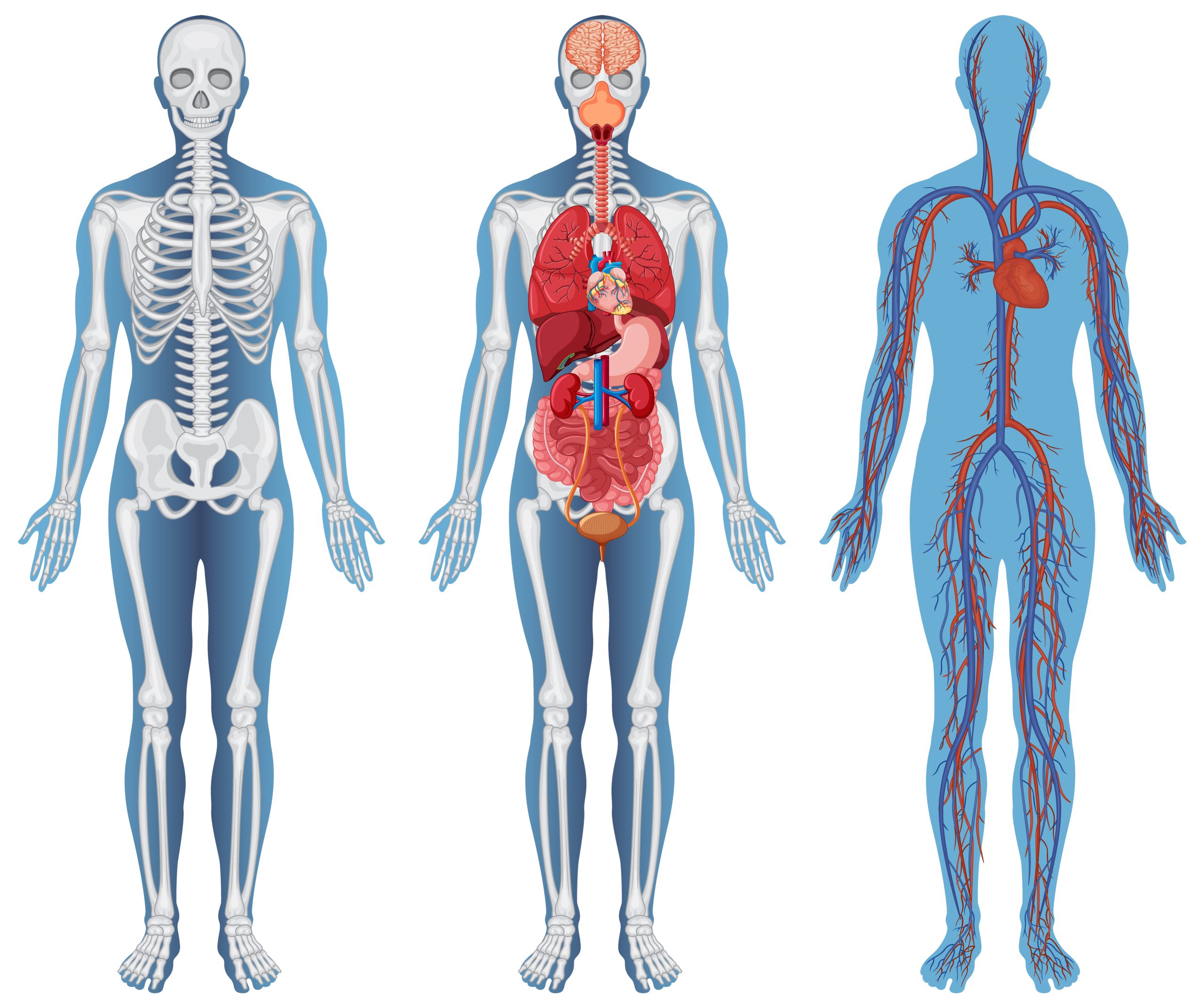 Nem todos os órgãos envelhecem ao mesmo tempo ; veja qual parte do corpo é a 1ª