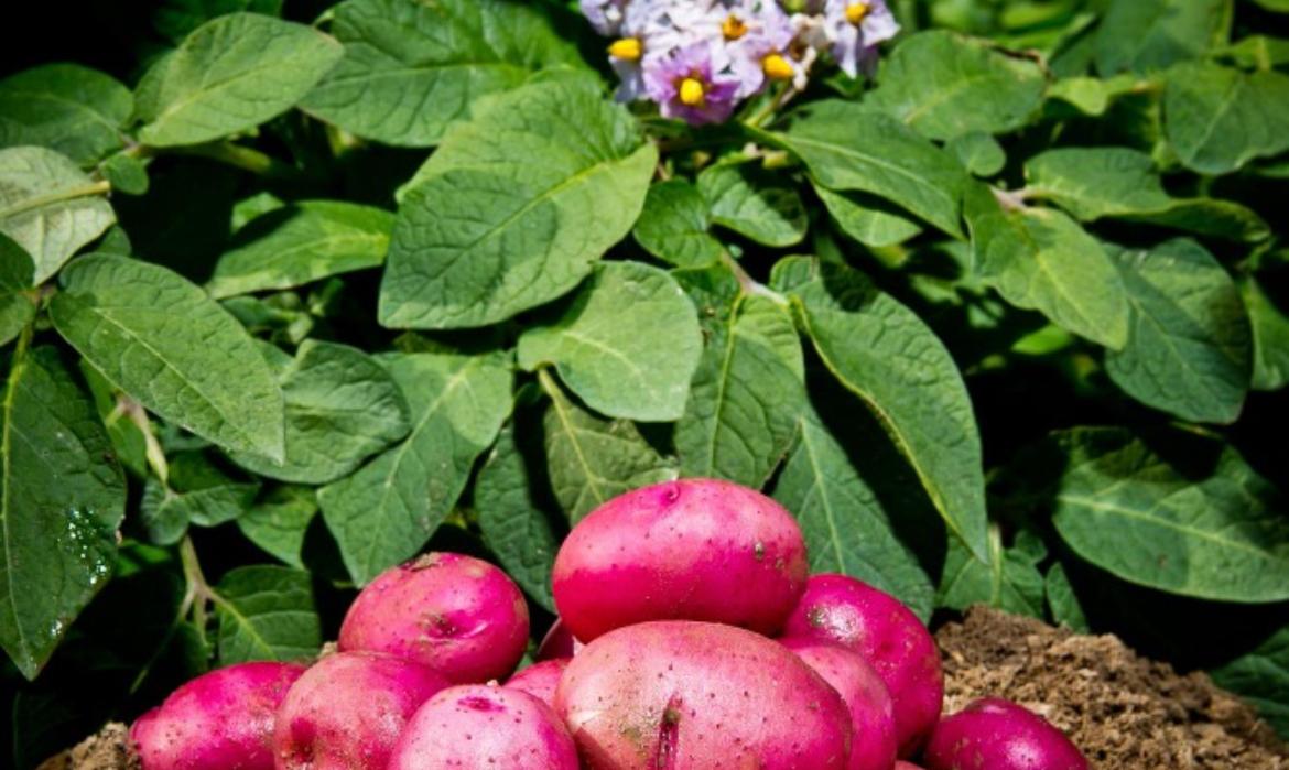 Deixe 1 batata na planta durante a noite: no dia seguinte você encontrará algo único