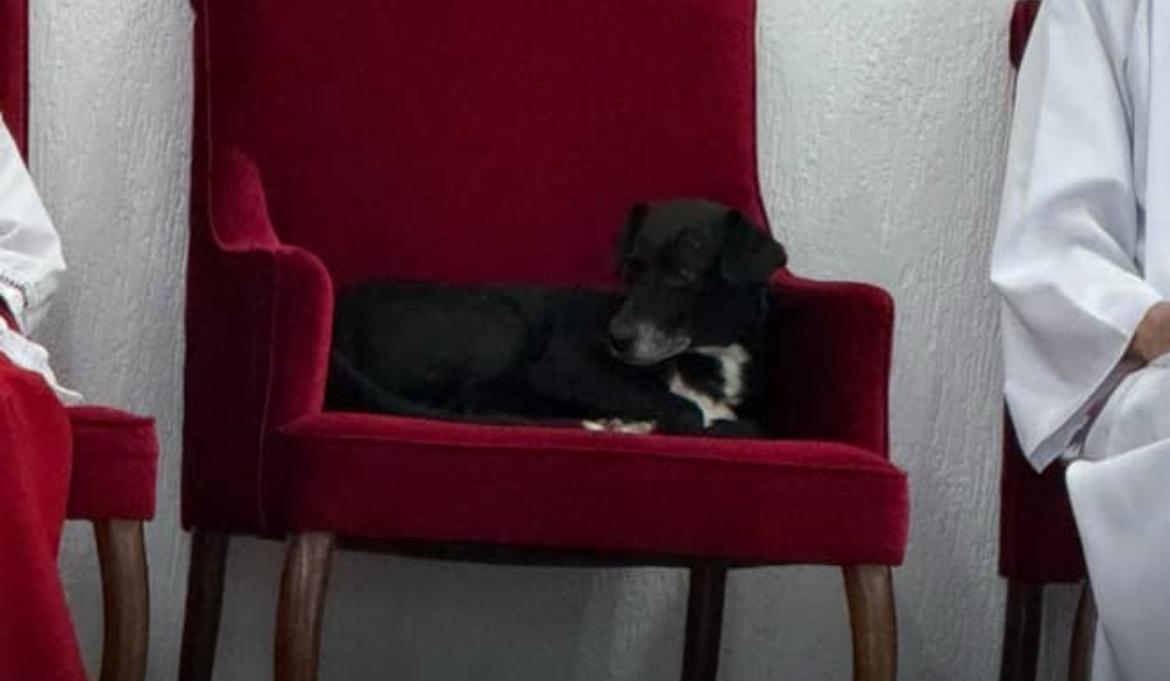 Conheça o cachorro que “frequenta” missa e escolhe igreja como lar do coração
