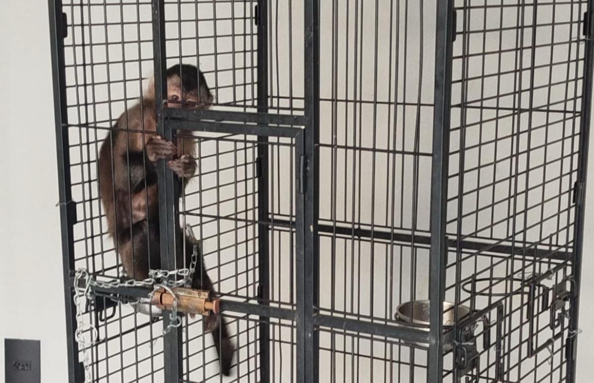 Polícia Ambiental de Franca autua mulher que mantinha macacos prego em cativeiro