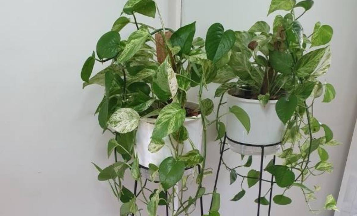 NASA descobre planta que filtra as toxinas do ar e você pode ter em sua casa