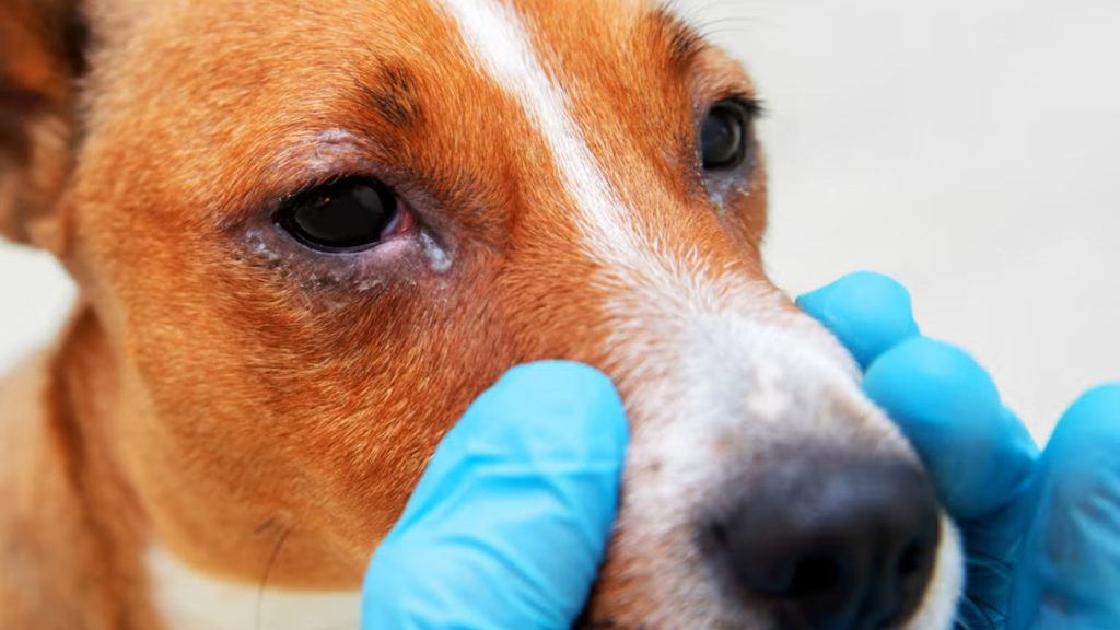 Franca participa da Semana de Prevenção à Leishmaniose Canina