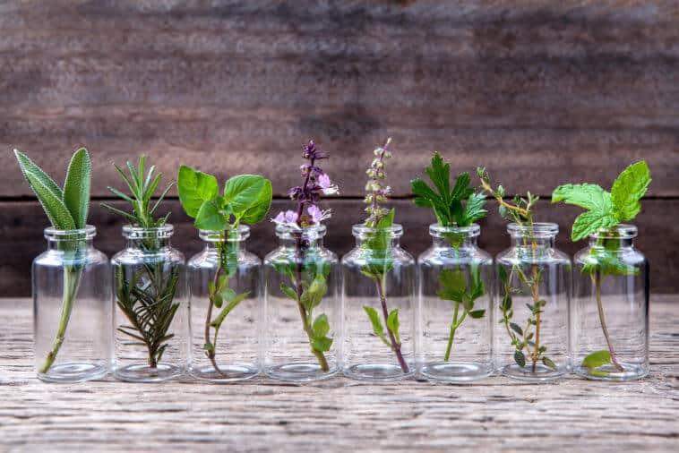 Conheça 10 plantas aromáticas que não precisam de terra para crescer