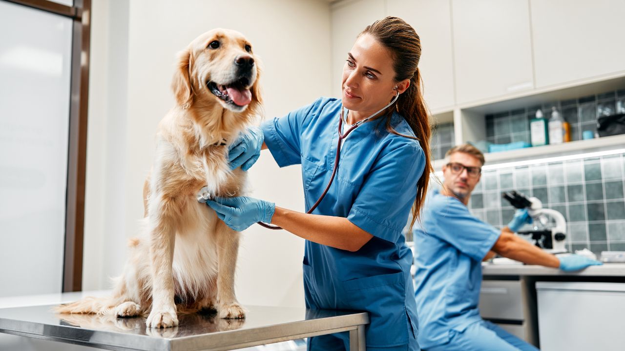 Vacina para pets: 8 ‘verdades’ que te contam, mas que são falsas
