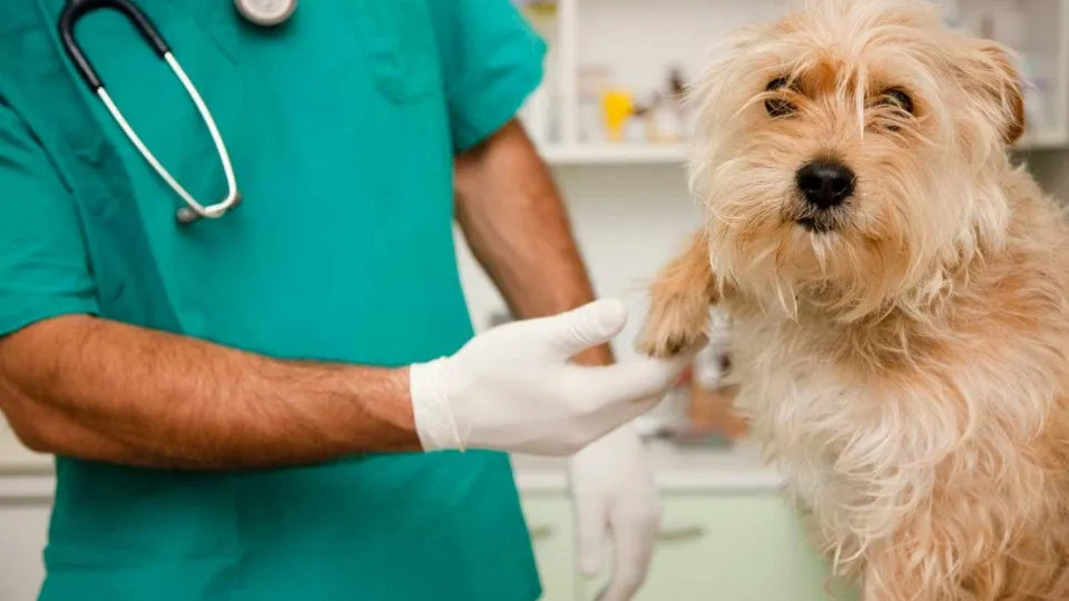 Você sabe com que frequência deve levar seu pet ao veterinário?