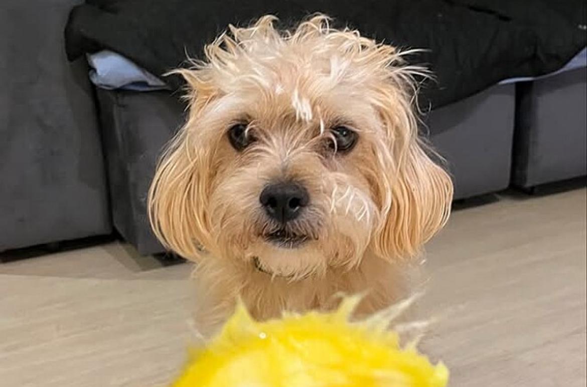 Após ida a pracinha, mulher ouve que seu cachorro é de raça rara e pouco conhecida