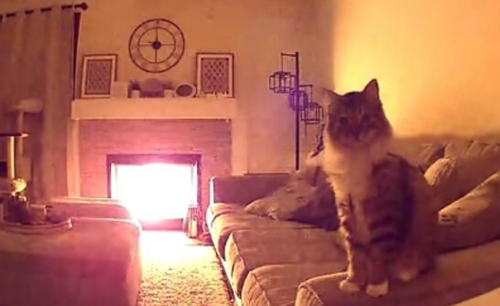 Gato aciona câmera de segurança e o que tutores veem os fazem correr para casa