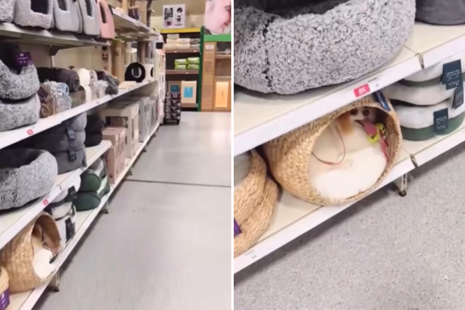 Lulu da Pomerânia escolhe sua própria cama em pet shop e diverte a internet