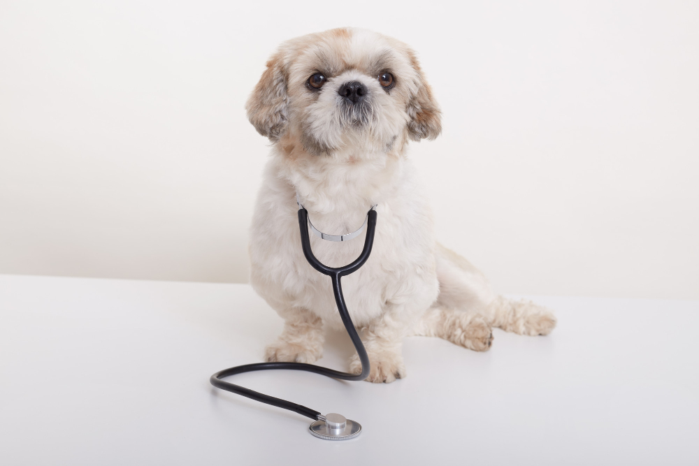 Veja algumas dicas para prevenir que o seu animal de estimação fique doente