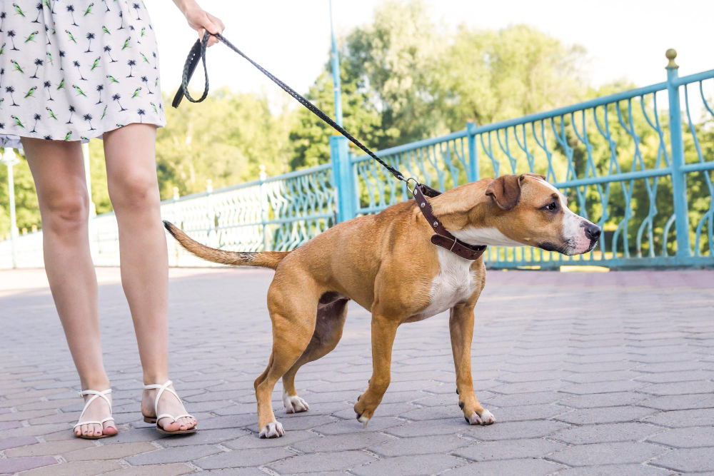 Cachorro puxando a coleira? Como ensinar seu pet a caminhar ao seu lado