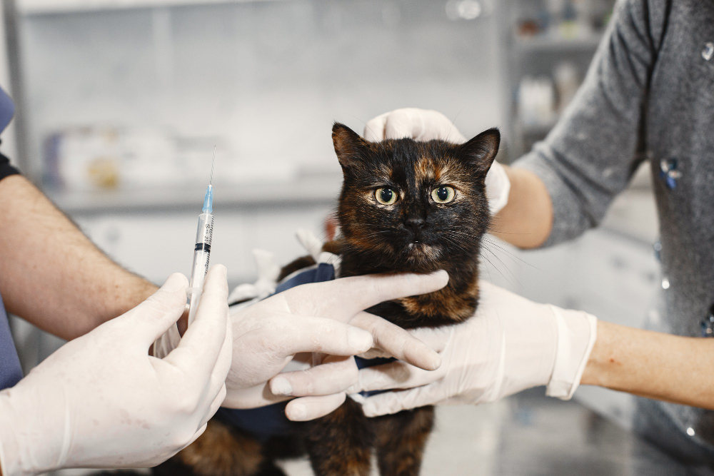 Veja a importância de imunizar seu gato contra a negligenciada leucemia viral