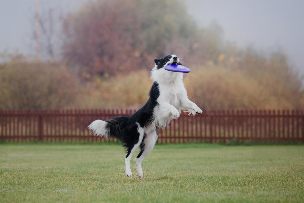 Ranking revela o cão mais inteligente do planeta e esta lista vai te surpreender