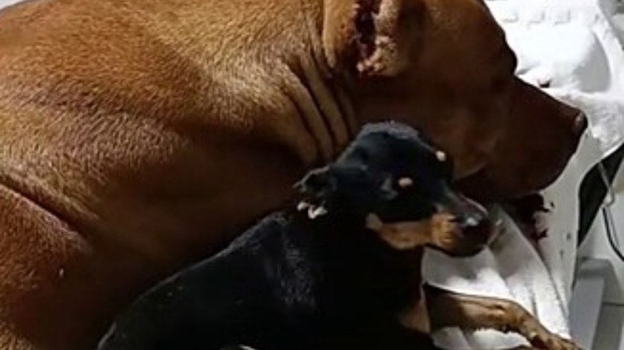 Cãozinho acompanha seu amigo ferido desde o resgate na rua até a clínica veterinária