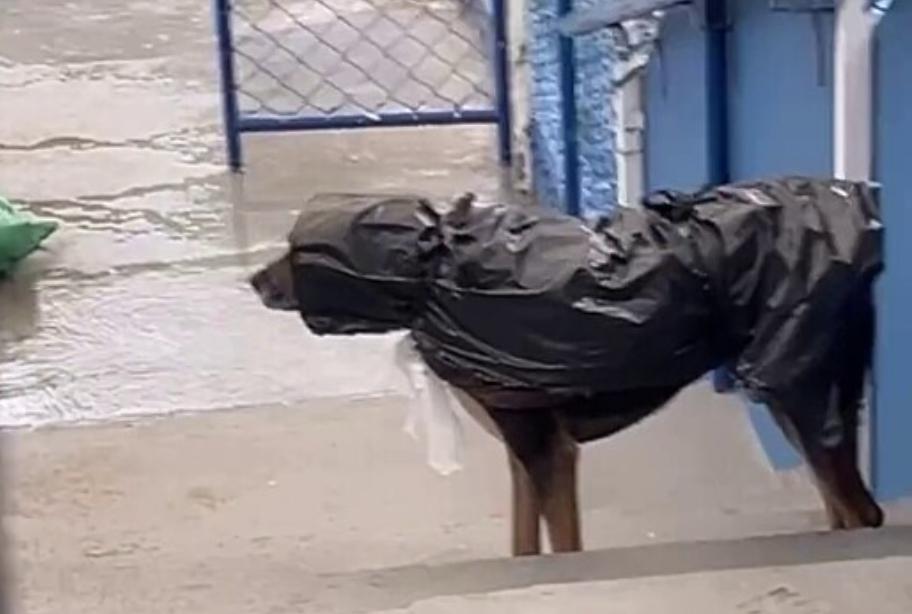 Sem ele perceber, moça flagra morador de rua preparando seus cães para a chuva