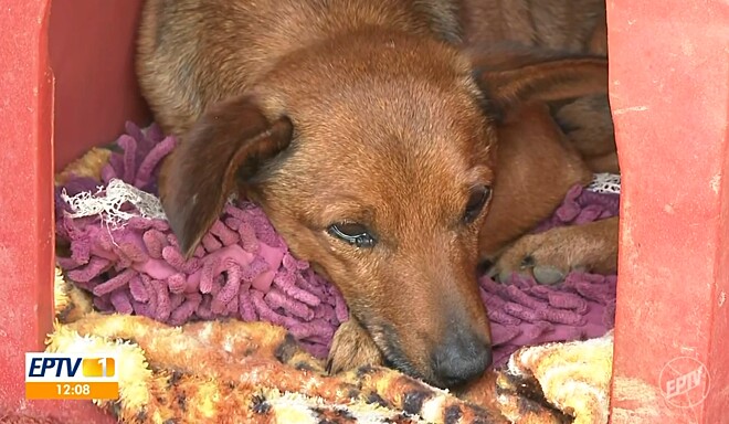 Cachorro anda 12 quilômetros sozinho só para se despedir de tutor em velório