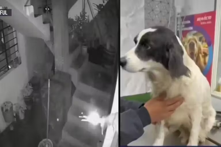 Cachorrinha heroína desarma dinamite jogada em casa e salva família de explosão