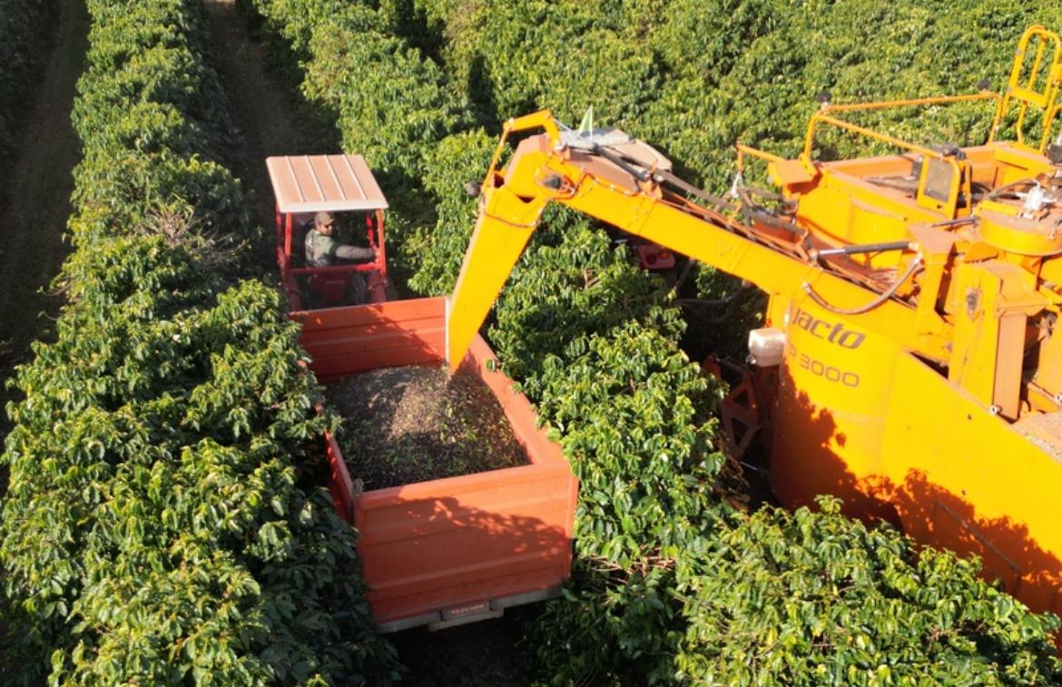 Alta Mogiana encerra colheita de café com quebra de produtividade acima do esperado