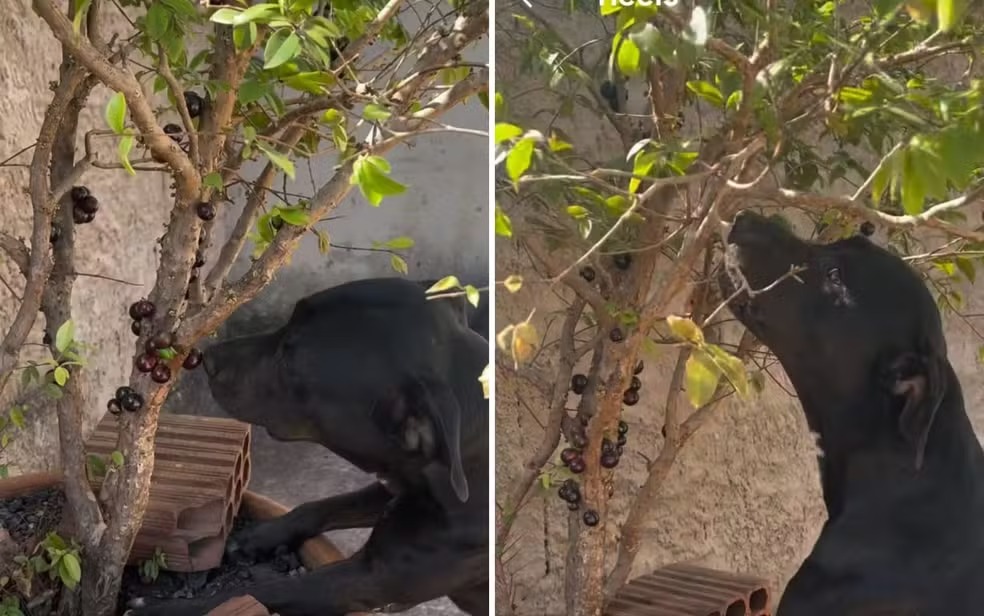 Pitbull viraliza após ser filmada comendo jabuticabas direto do pé. Assista ao vídeo